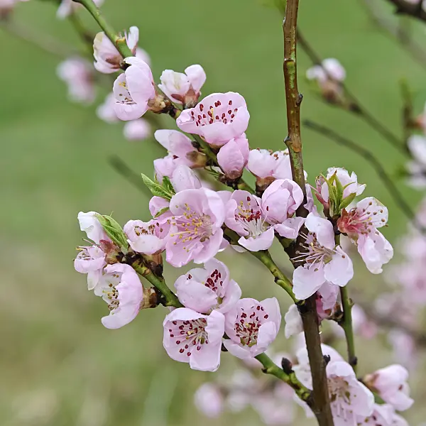 490115 - Peach (Prunus persica)