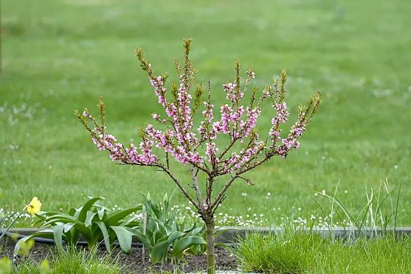 575281 - Peach (Prunus persica)