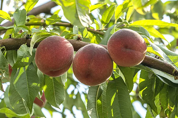 625328 - Peach (Prunus persica 'Benedicte')