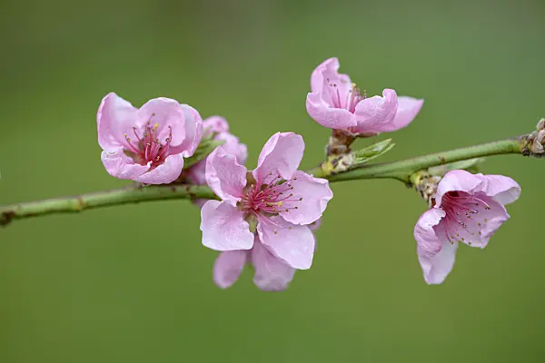 575248 - Peach (Prunus persica 'Bero')