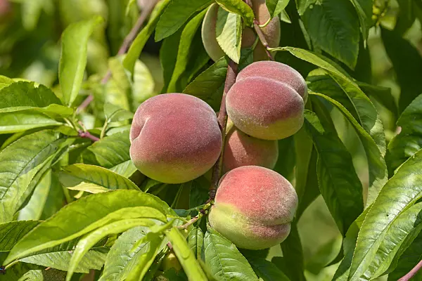 575249 - Peach (Prunus persica 'Bero')