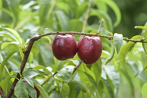 575250 - Peach (Prunus persica 'Big Bang')
