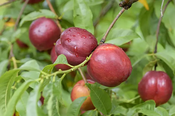 575251 - Peach (Prunus persica 'Big Bang')