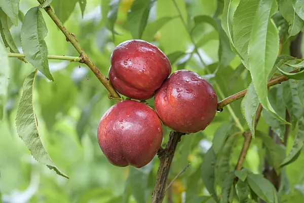 575252 - Peach (Prunus persica 'Big Bang')