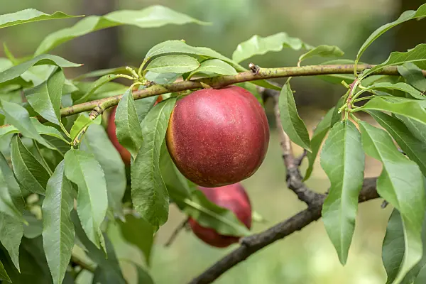 575253 - Peach (Prunus persica 'Big Top')