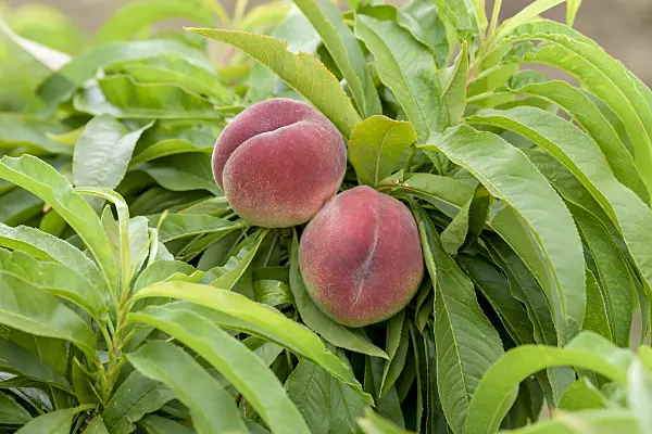 575255 - Peach (Prunus persica 'Bonanza')