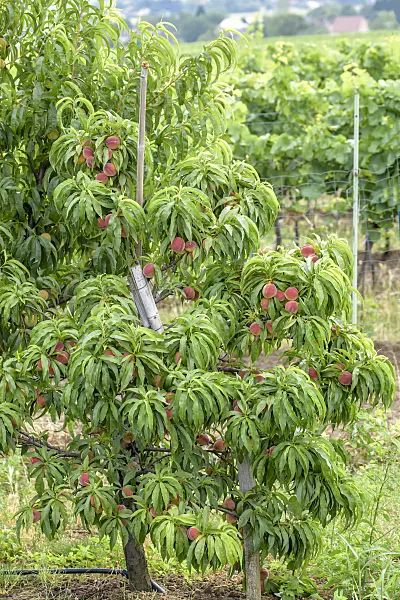 575256 - Peach (Prunus persica 'Bonanza')