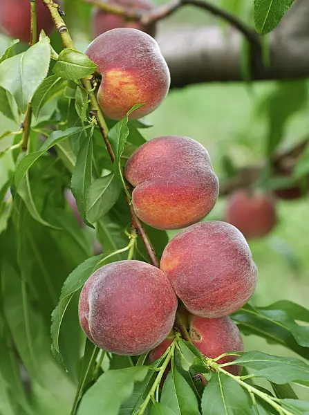 454058 - Peach (Prunus persica 'Cardinal')