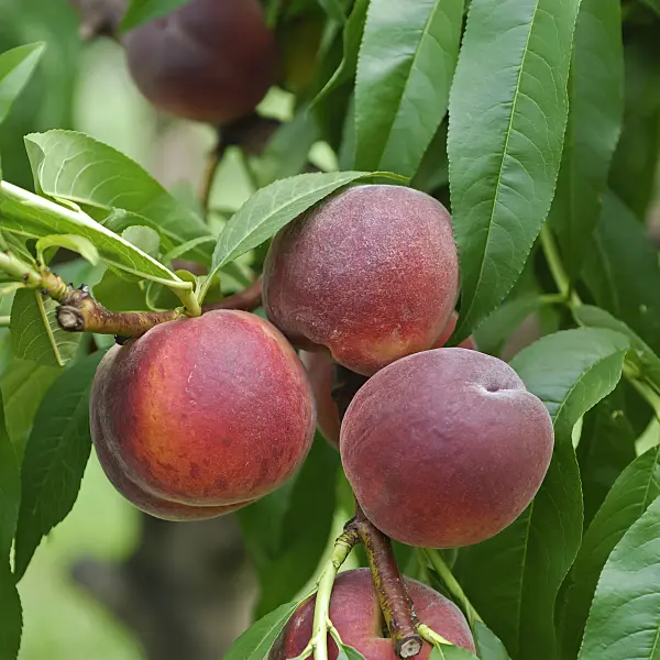 454059 - Peach (Prunus persica 'Cardinal')
