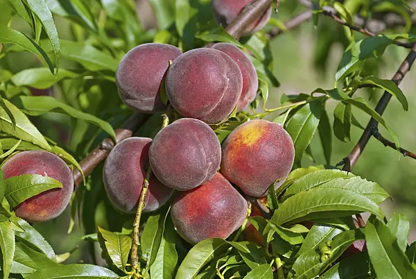 517348 - Peach (Prunus persica 'Collins')