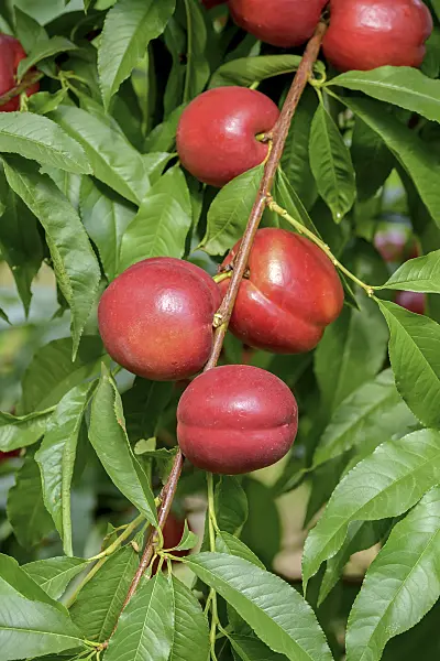 575257 - Peach (Prunus persica 'Early Devil')