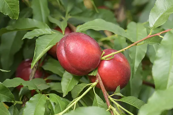 575258 - Peach (Prunus persica 'Early Devil')