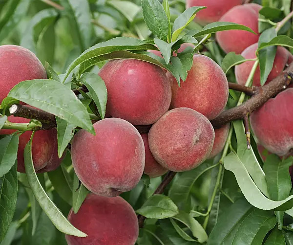 454060 - Peach (Prunus persica 'Elma')
