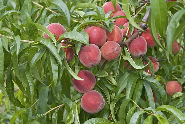 517350 - Peach (Prunus persica 'Elma')