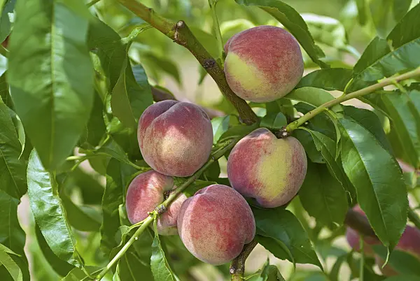 517351 - Peach (Prunus persica 'Früher Roter Ingelheimer')