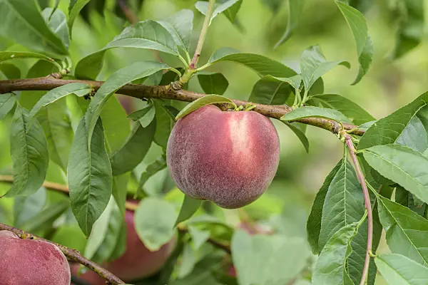 575261 - Peach (Prunus persica 'Helene')