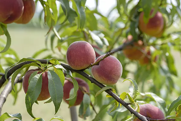575263 - Peach (Prunus persica 'Jayhaven')