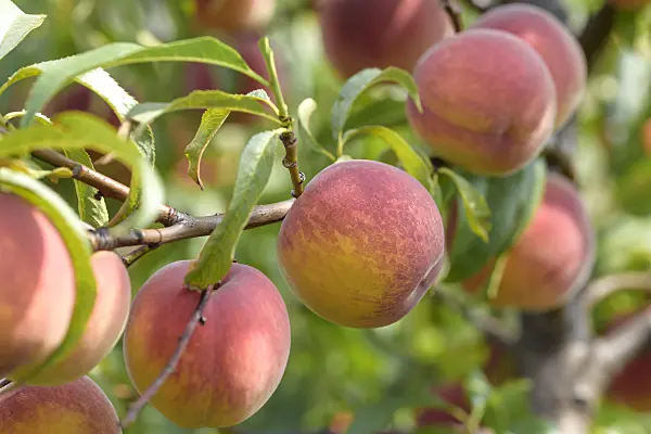 575264 - Peach (Prunus persica 'Jayhaven')