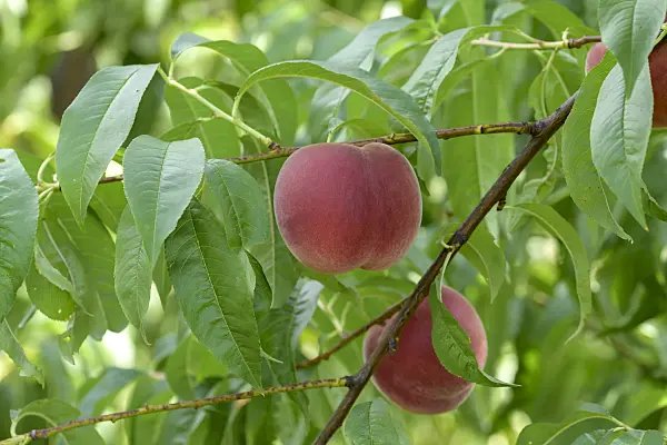575265 - Peach (Prunus persica 'Maura')