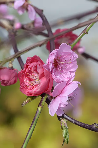 575267 - Peach (Prunus persica 'Melred Weeping')