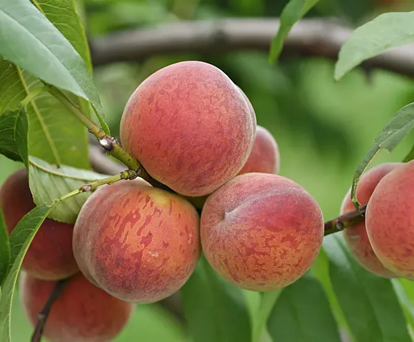 454062 - Peach (Prunus persica 'Pilot')