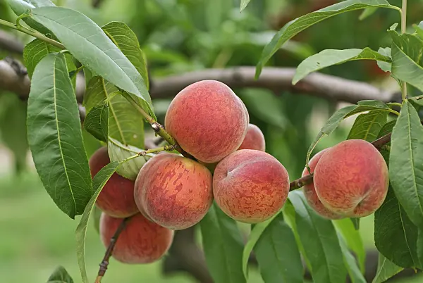 517352 - Peach (Prunus persica 'Pilot')