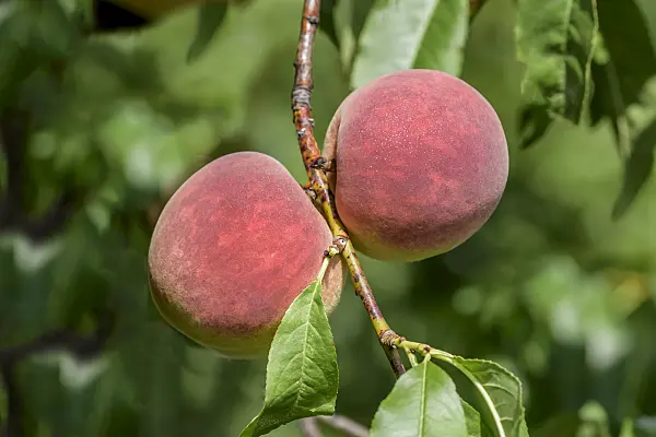 575270 - Peach (Prunus persica 'Poysdorfer Weingartenpfirsich')