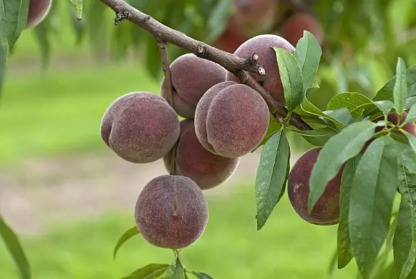 517354 - Peach (Prunus persica 'Proskauer')