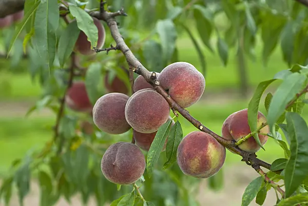 517355 - Peach (Prunus persica 'Proskauer')
