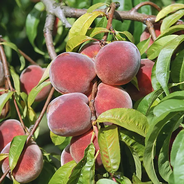 502384 - Peach (Prunus persica 'Red Haven')