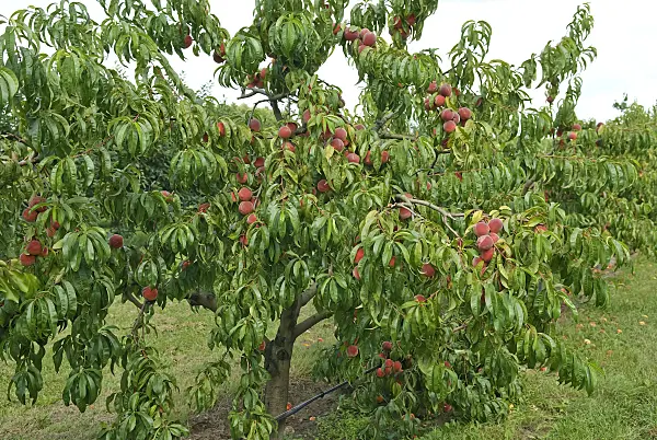517356 - Peach (Prunus persica 'Red Haven')