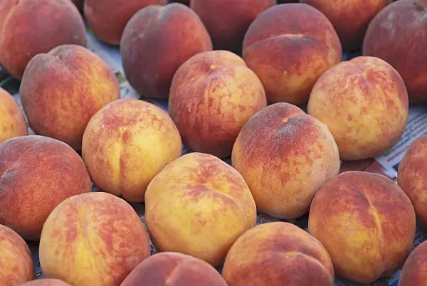 517357 - Peach (Prunus persica 'Red Haven')