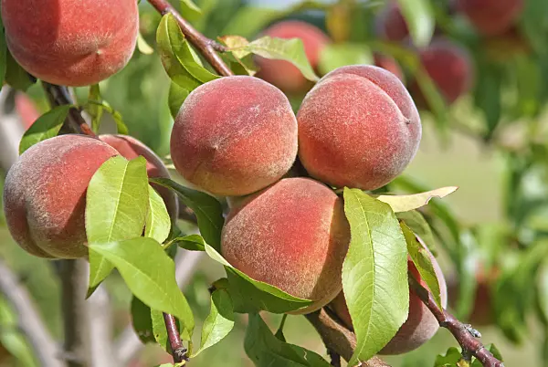 502385 - Peach (Prunus persica 'Revita')