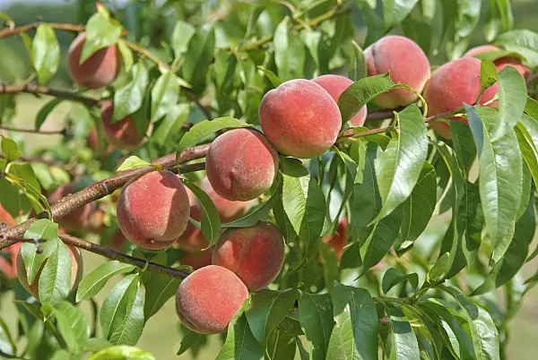 502386 - Peach (Prunus persica 'Revita')