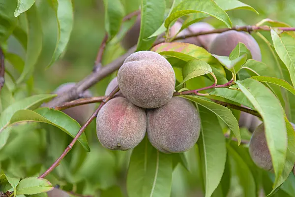 575271 - Peach (Prunus persica 'Roter Weinbergpfirsich')