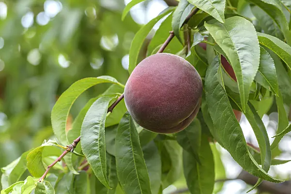575272 - Peach (Prunus persica 'Royal Gem')