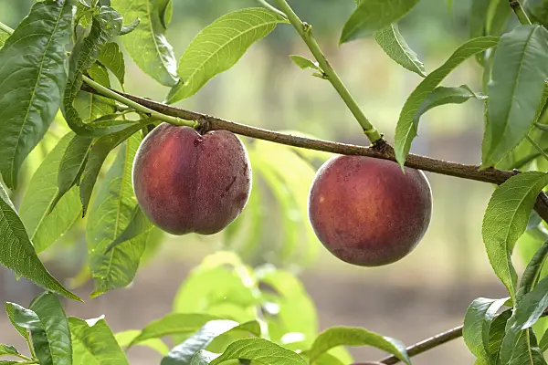 575273 - Peach (Prunus persica 'Royal Gem')