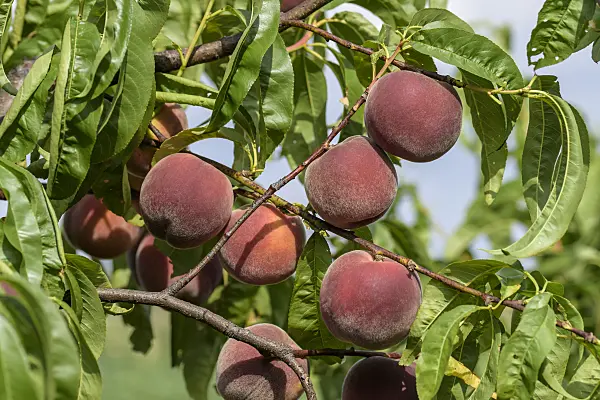 575276 - Peach (Prunus persica 'Spring Lady')