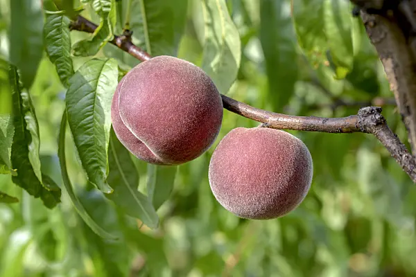 575277 - Peach (Prunus persica 'Spring Lady')