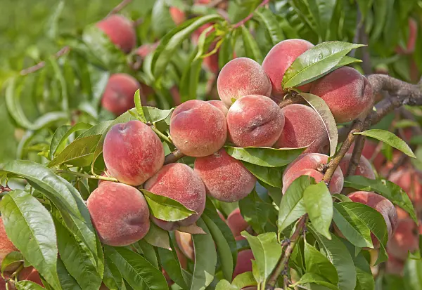 502387 - Peach (Prunus persica 'Sun Haven')