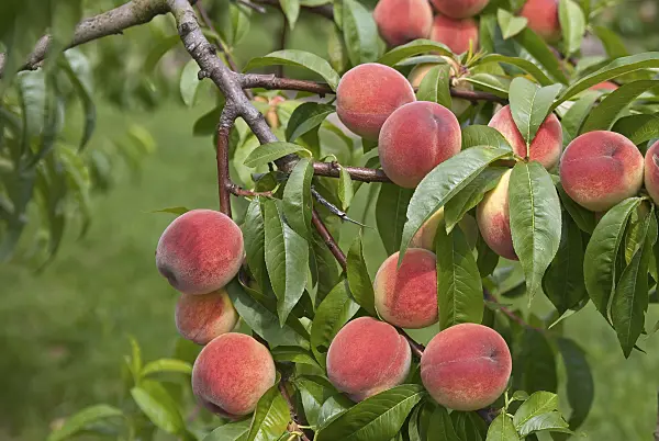 517359 - Peach (Prunus persica 'Sun Haven')