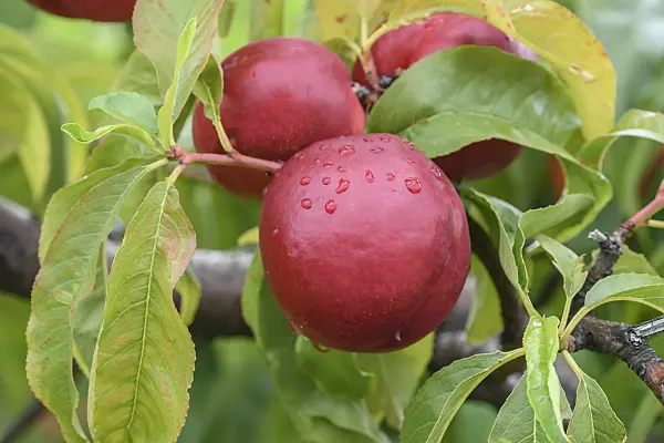 575282 - Peach (Prunus persica 'Super Crimson')