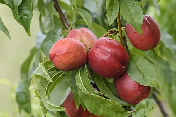 575283 - Peach (Prunus persica 'Super Crimson')