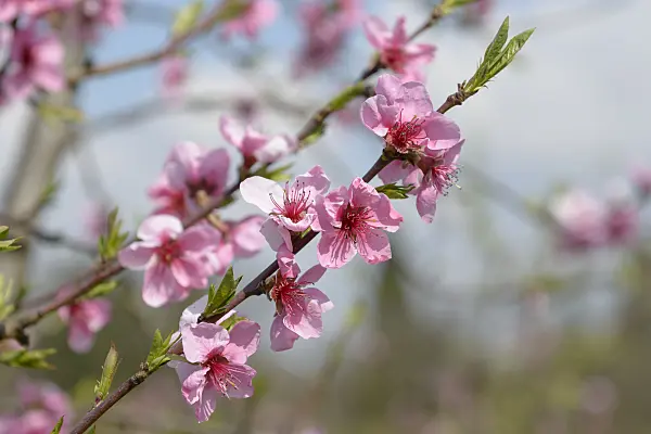 558192 - Peach (Prunus persica 'Symphonie')