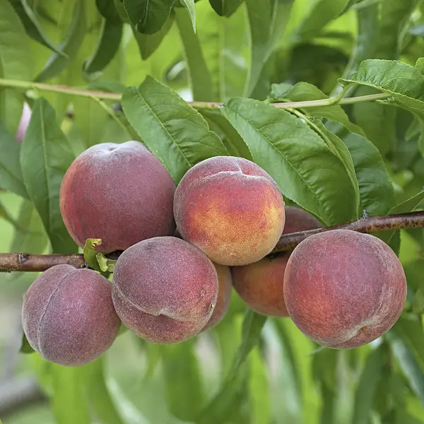 535373 - Peach (Prunus persica 'Triumph')
