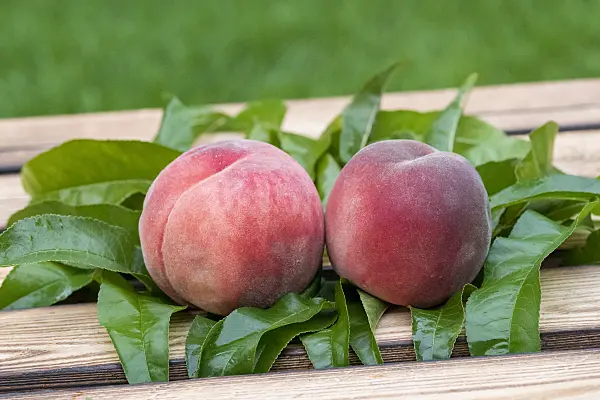616093 - Peach (Prunus persica 'Winzertraum')