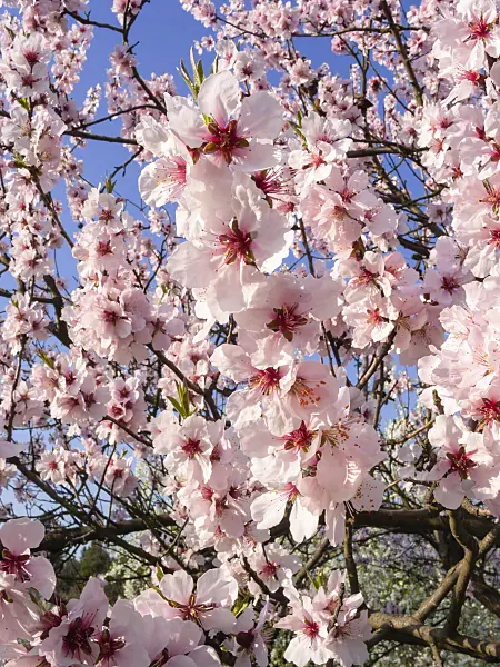 400132 - Peach (Prunus x amygdalo-persica)