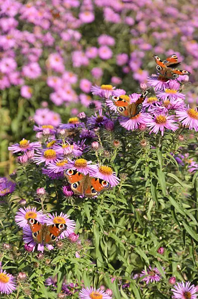 536185 - Peacock butterfly (Inachis io) and aster (Aster)