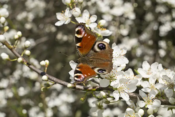 608029 - Peacock butterfly (Inachis io) and mirabelle (Prunus domestica subsp. syriaca)