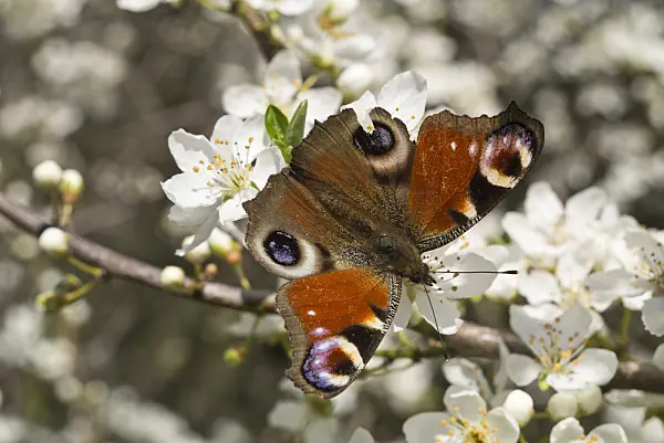608030 - Peacock butterfly (Inachis io) and mirabelle (Prunus domestica subsp. syriaca)